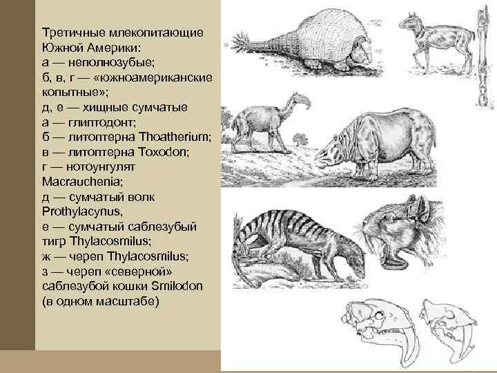 Как менялся внешний вид хищных млекопитающих в картинках