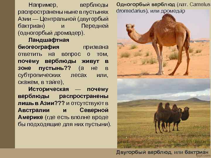 Например, верблюды Одногорбый верблюд (лат. Camelus распространены ныне в пустынях dromedarius), или дромеда р