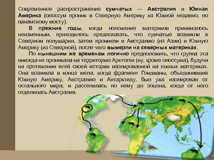 Что такое распространение. Карта распространения сумчатых. Распространение сумчатых. Историческое и современное распространение сумчатых. Ареал обитания сумчатых.