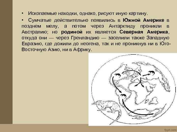  • Ископаемые находки, однако, рисуют иную картину. • Сумчатые действительно появились в Южной