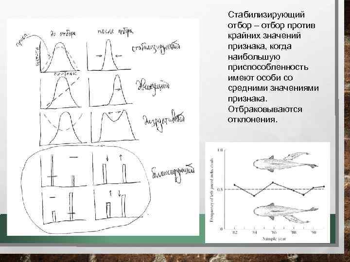 Стабилизирующий отбор – отбор против крайних значений признака, когда наибольшую приспособленность имеют особи со