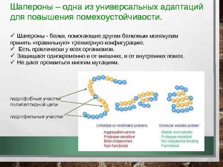 Шапероны – одна из универсальных адаптаций для повышения помехоустойчивости. ü Шапероны - белки, помогающие