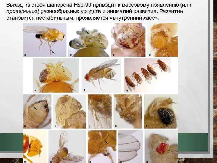 Выход из строя шаперона Hsp-90 приводит к массовому появлению (или проявлению) разнообразных уродств и