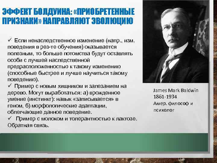 ЭФФЕКТ БОЛДУИНА: «ПРИОБРЕТЕННЫЕ ПРИЗНАКИ» НАПРАВЛЯЮТ ЭВОЛЮЦИЮ ü Если ненаследственное изменение (напр. , изм. поведения