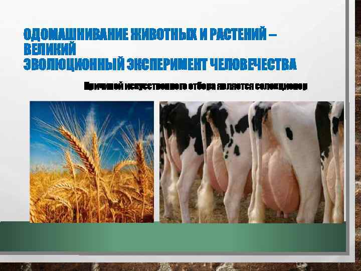 ОДОМАШНИВАНИЕ ЖИВОТНЫХ И РАСТЕНИЙ – ВЕЛИКИЙ ЭВОЛЮЦИОННЫЙ ЭКСПЕРИМЕНТ ЧЕЛОВЕЧЕСТВА Причиной искусственного отбора является селекционер