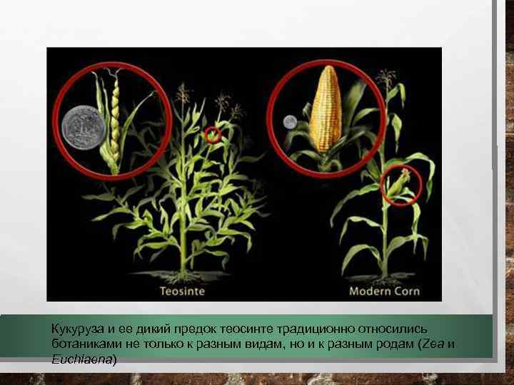 Кукуруза и ее дикий предок теосинте традиционно относились ботаниками не только к разным видам,