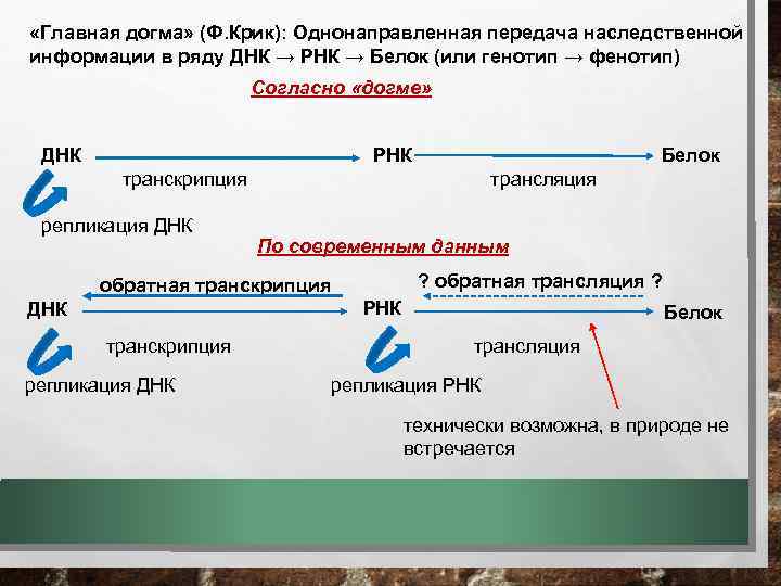  «Главная догма» (Ф. Крик): Однонаправленная передача наследственной информации в ряду ДНК → РНК