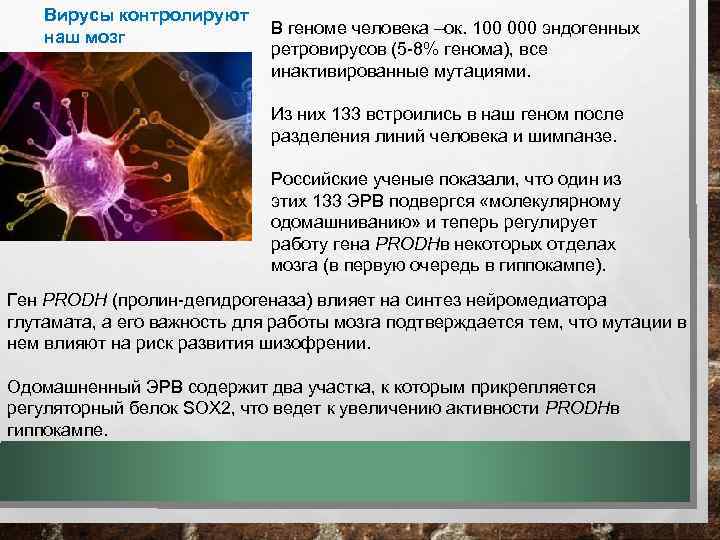 Вирусы контролируют наш мозг В геноме человека –ок. 100 000 эндогенных ретровирусов (5 -8%