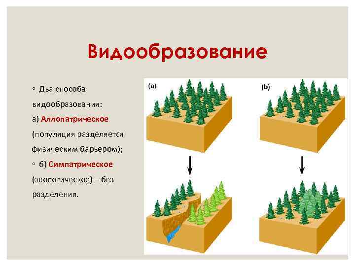 Видообразование ◦ Два способа видообразования: а) Аллопатрическое (популяция разделяется физическим барьером); ◦ б) Симпатрическое
