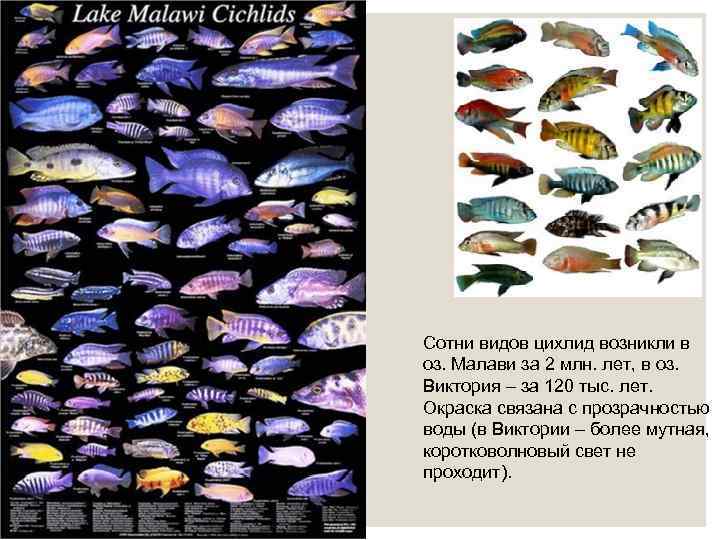 Сотни видов цихлид возникли в оз. Малави за 2 млн. лет, в оз. Виктория