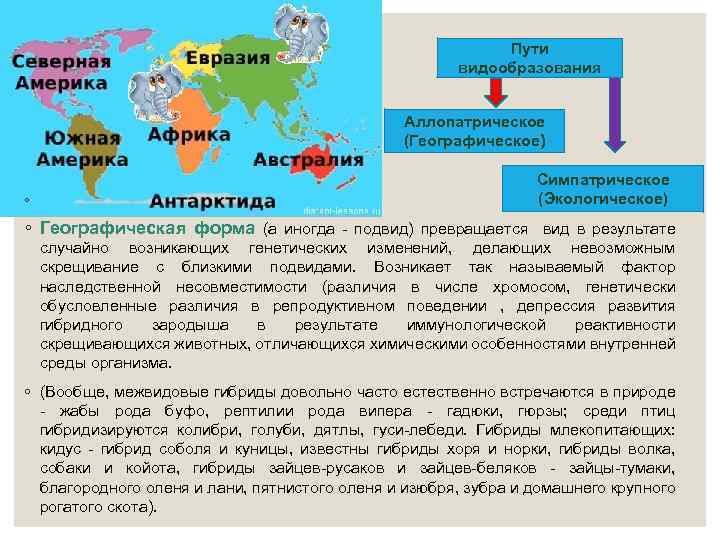 Пути видообразования Аллопатрическое (Географическое) ◦ Симпатрическое (Экологическое) ◦ Географическая форма (а иногда - подвид)