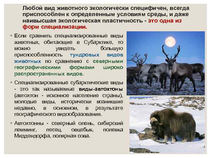 Любой вид животного экологически специфичен, всегда приспособлен к определенным условиям среды, и даже наивысшая