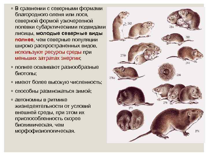 ◦ В сравнении с северными формами благородного оленя или лося, северной формой узкочерепной полевки