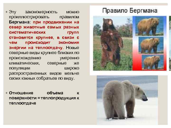 ◦ Эту закономерность можно проиллюстрировать правилом Бергмана: при продвижении на север животные самых разных