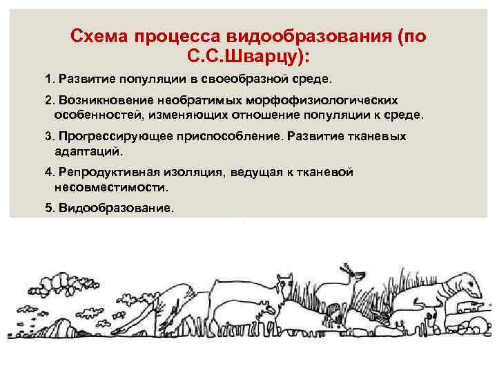 Схема процесса видообразования (по С. С. Шварцу): 1. Развитие популяции в своеобразной среде. 2.