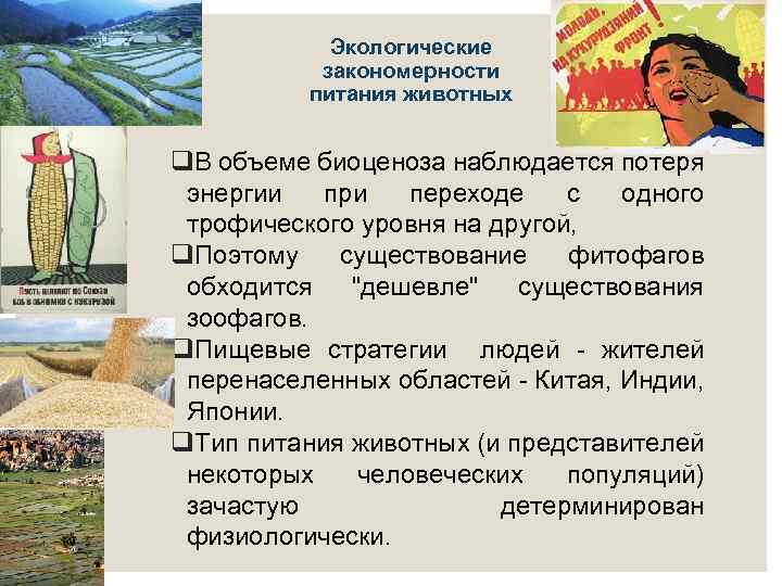 Экологические закономерности питания животных q. В объеме биоценоза наблюдается потеря энергии при переходе с