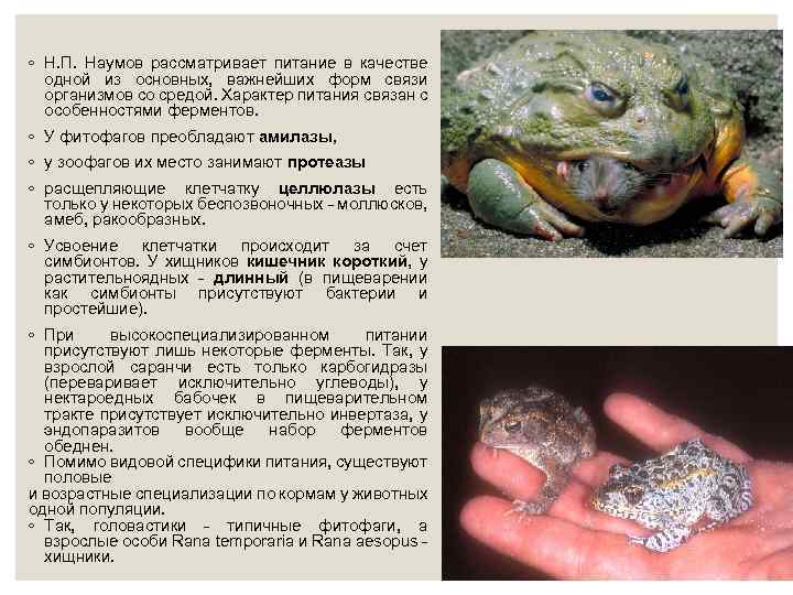 ◦ Н. П. Наумов рассматривает питание в качестве одной из основных, важнейших форм связи