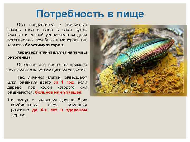 Потребность в пище Она неодинакова в различные сезоны года и даже в часы суток.