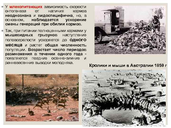 ◦ У млекопитающих зависимость скорости онтогенеза от наличия кормов неоднознана и видоспецифична, но, в