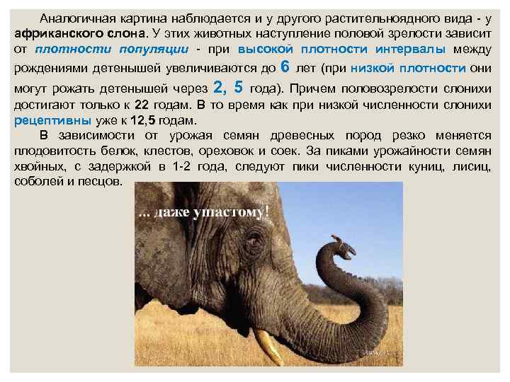 Аналогичная картина наблюдается и у другого растительноядного вида - у африканского слона. У этих