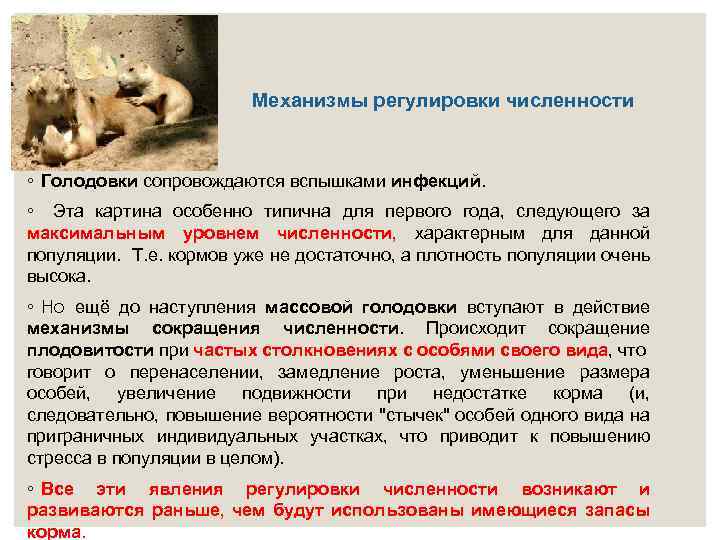 Механизмы регулировки численности ◦ Голодовки сопровождаются вспышками инфекций. ◦ Эта картина особенно типична для