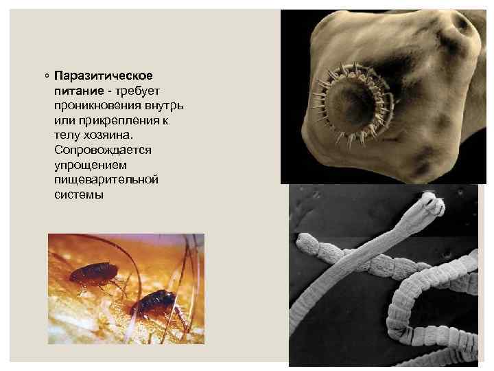 ◦ Паразитическое питание - требует проникновения внутрь или прикрепления к телу хозяина. Сопровождается упрощением