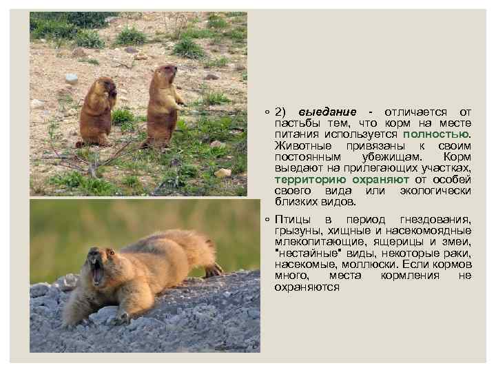 ◦ 2) выедание - отличается от пастьбы тем, что корм на месте питания используется