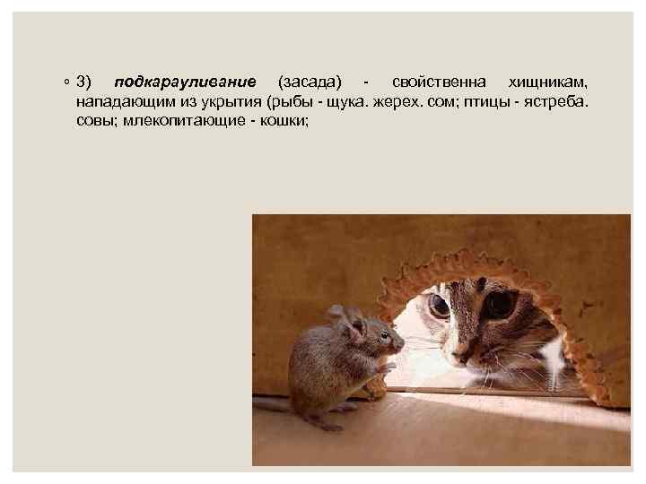 ◦ 3) подкарауливание (засада) - свойственна хищникам, нападающим из укрытия (рыбы - щука. жерех.