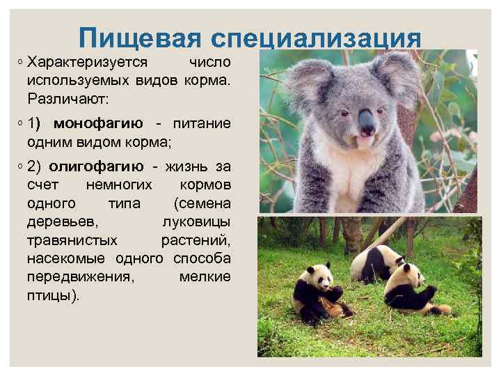 Пищевая специализация ◦ Характеризуется число используемых видов корма. Различают: ◦ 1) монофагию - питание