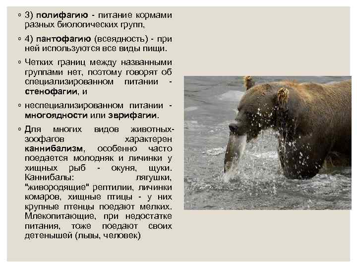 ◦ 3) полифагию - питание кормами разных биологических групп, ◦ 4) пантофагию (всеядность) -