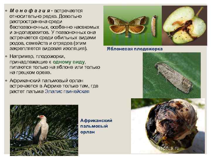 ◦ М о н о ф а г и я - встречается относительно редко.