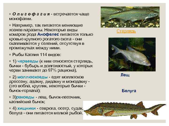 ◦ О л и г о ф а г и я - встречается чаще