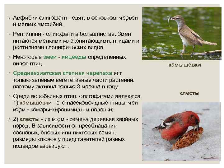 ◦ Амфибии олигофаги - едят, в основном, червей и мелких амфибий. ◦ Рептилиии -