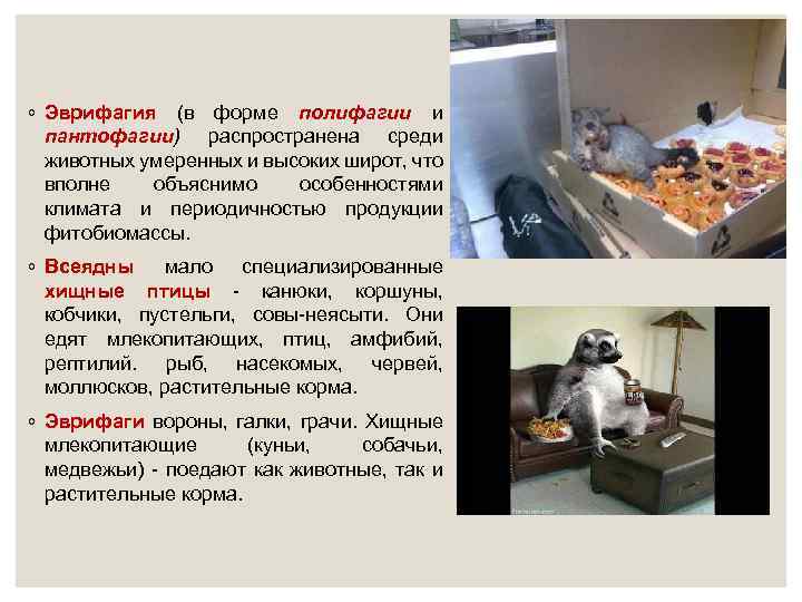 ◦ Эврифагия (в форме полифагии и пантофагии) распространена среди животных умеренных и высоких широт,