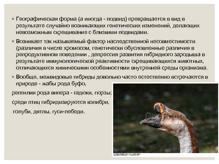 ◦ Географическая форма (а иногда - подвид) превращается в вид в результате случайно возникающих