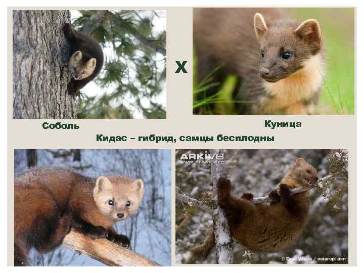 ХХХ Соболь Х Куница Кидас – гибрид, самцы бесплодны 