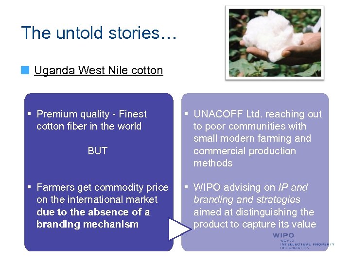 The untold stories… Uganda West Nile cotton § Premium quality - Finest cotton fiber