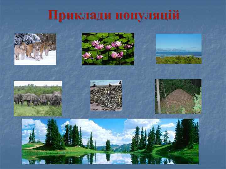 Приклади популяцій 
