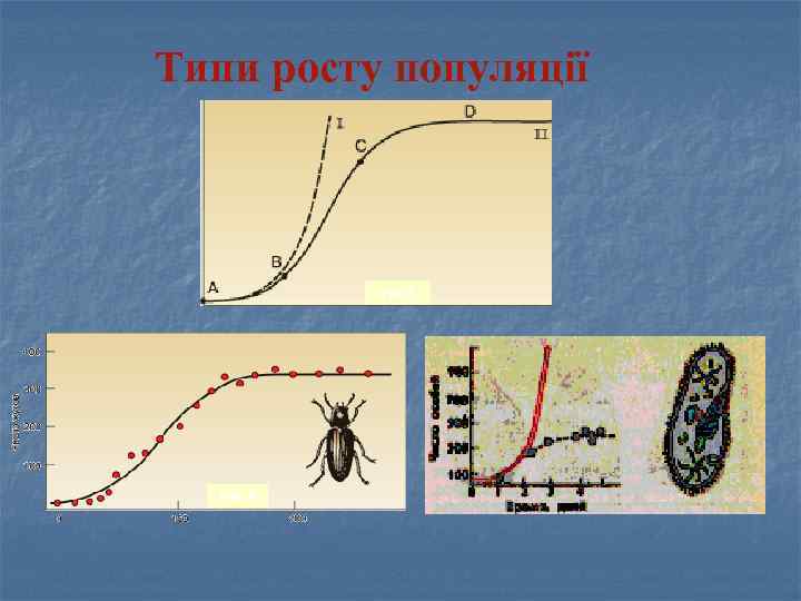 Типи росту популяції Рис. 1 Рис. 2 Рис. 3 