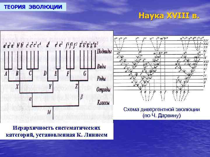 ТЕОРИЯ ЭВОЛЮЦИИ Наука XVIII в. Схема дивергентной эволюции (по Ч. Дарвину) Иерархичность систематических категорий,