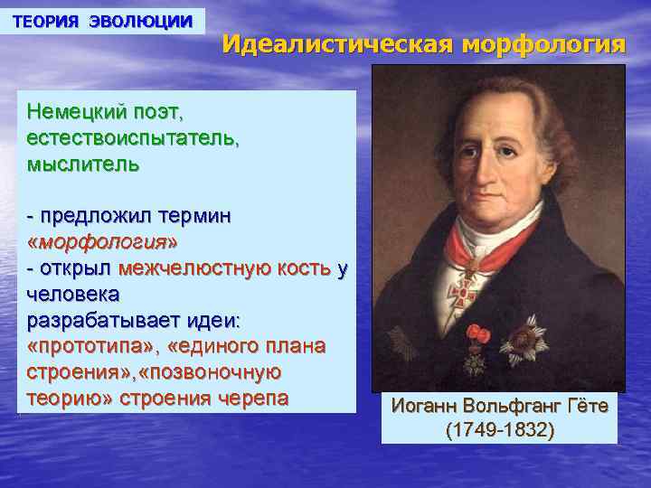 ТЕОРИЯ ЭВОЛЮЦИИ Идеалистическая морфология Немецкий поэт, естествоиспытатель, мыслитель - предложил термин «морфология» - открыл