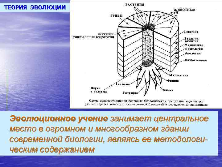 ТЕОРИЯ ЭВОЛЮЦИИ Эволюционное учение занимает центральное место в огромном и многообразном здании современной биологии,