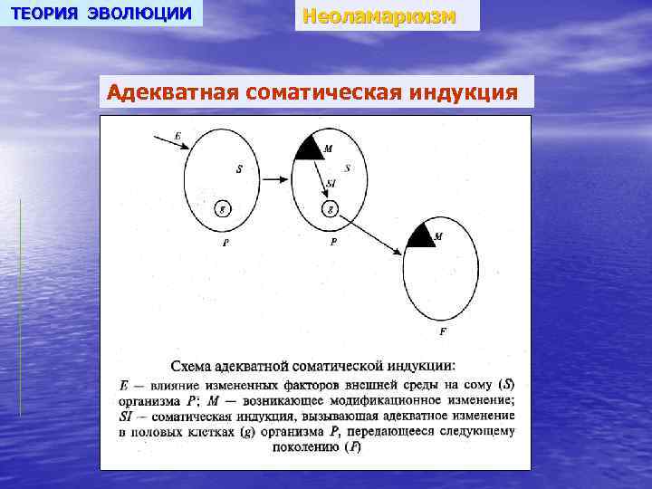 ТЕОРИЯ ЭВОЛЮЦИИ Неоламаркизм Адекватная соматическая индукция 