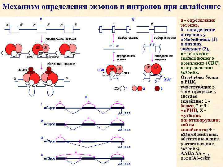 Механизм определения экзонов и интронов при сплайсинге а - определение экзонов, б - определение