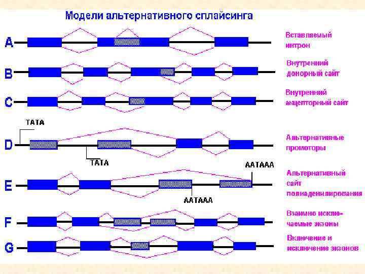 Альтернативный сплайсинг презентация