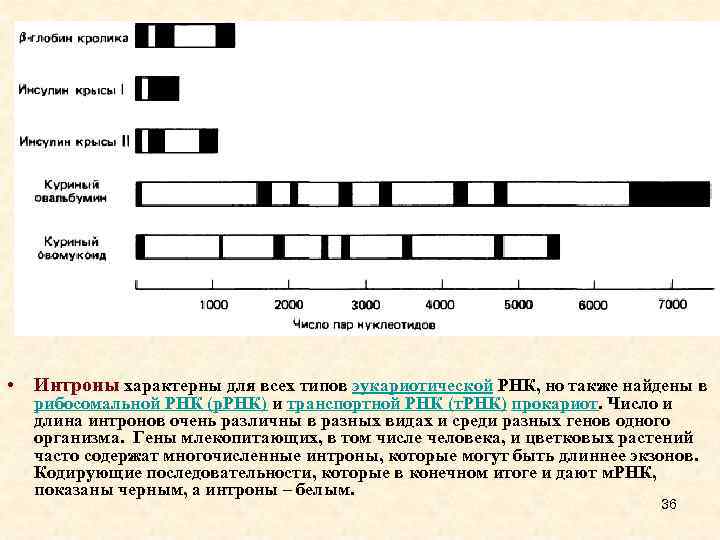  • Интроны характерны для всех типов эукариотической РНК, но также найдены в рибосомальной