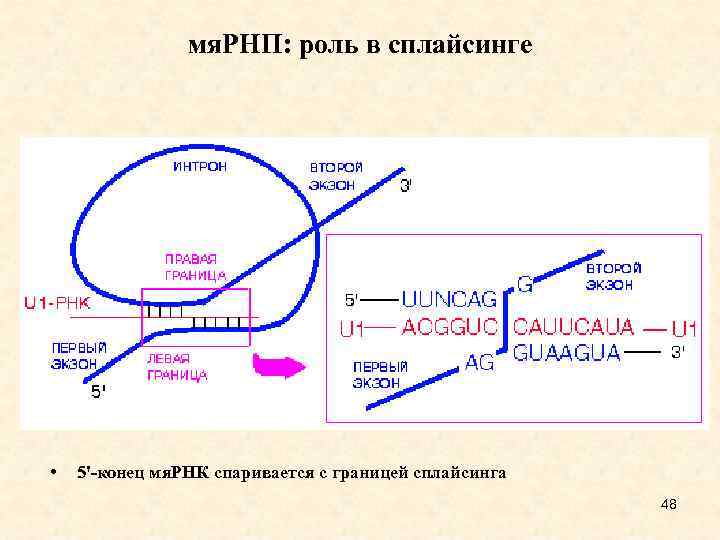 мя. РНП: роль в сплайсинге • 5'-конец мя. РНК спаривается с границей сплайсинга 48