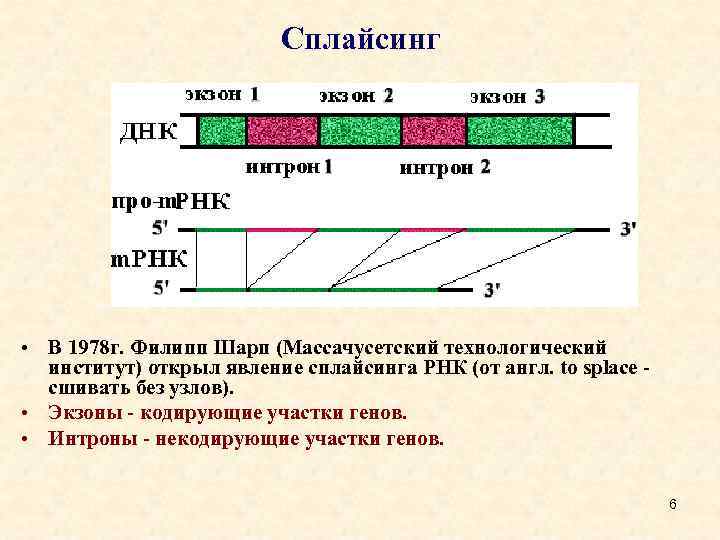 Сплайсинг • В 1978 г. Филипп Шарп (Массачусетский технологический институт) открыл явление сплайсинга РНК