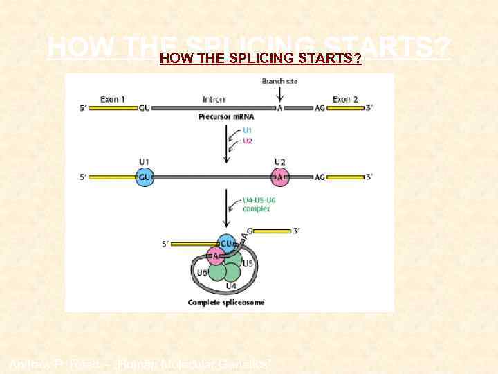 HOW THE SPLICING STARTS? Andrew P. Read – „Human Molecular Genetics” 