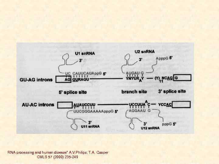 „RNA processing and human disease” A. V. Philips, T. A. Cooper CMLS 57 (2000)